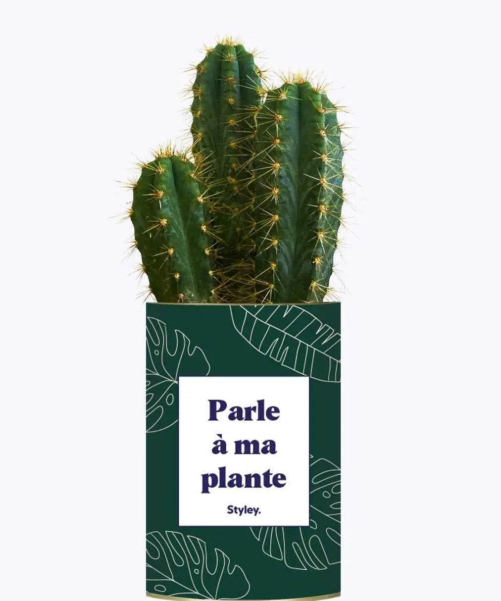 Parle à ma plante - Plante Cactus varié