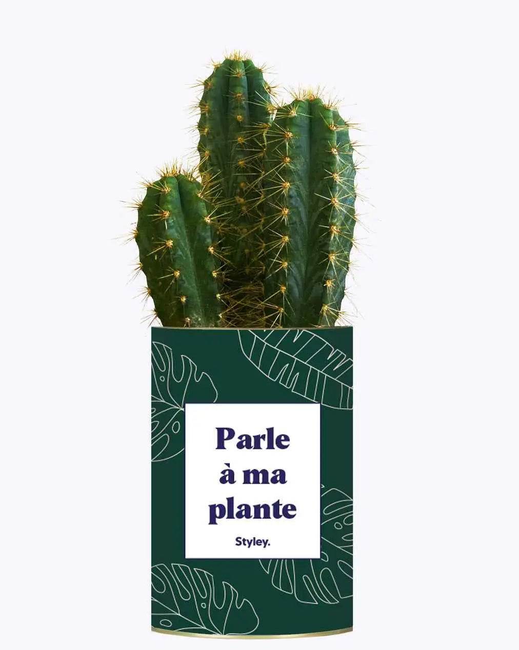 Parle à ma plante - Plante Cactus varié