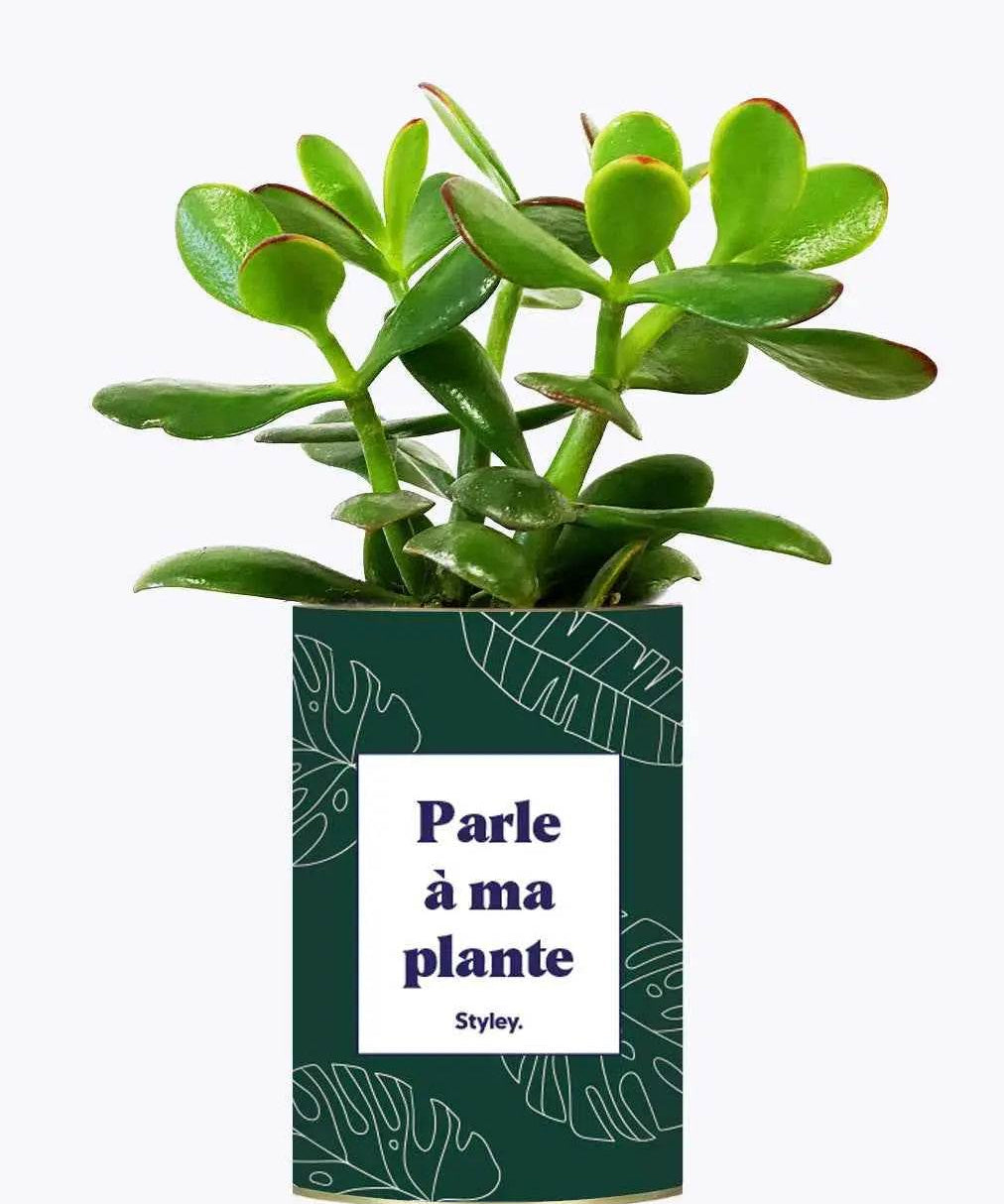 Parle à ma plante - Plante Crassula varié