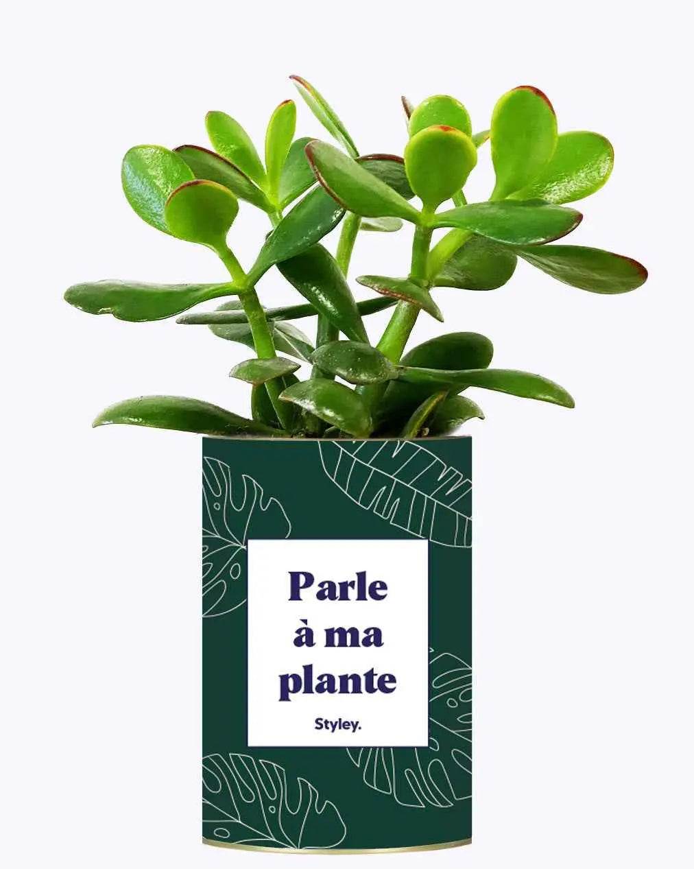 Parle à ma plante - Plante Crassula varié