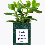 Parle à ma plante - Plante Crassula varié