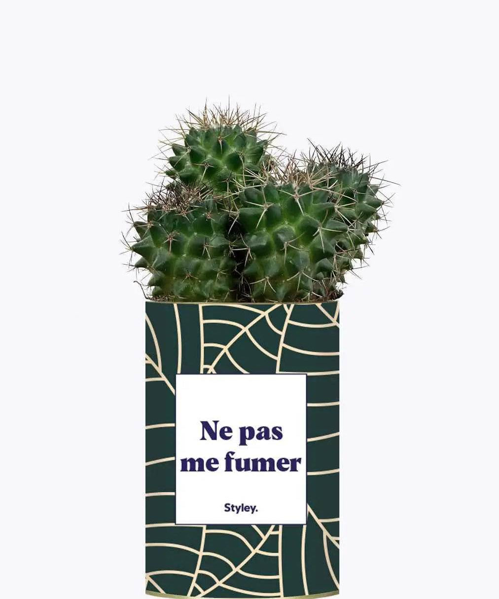 Ne pas me fumer - Plante Cactus varié