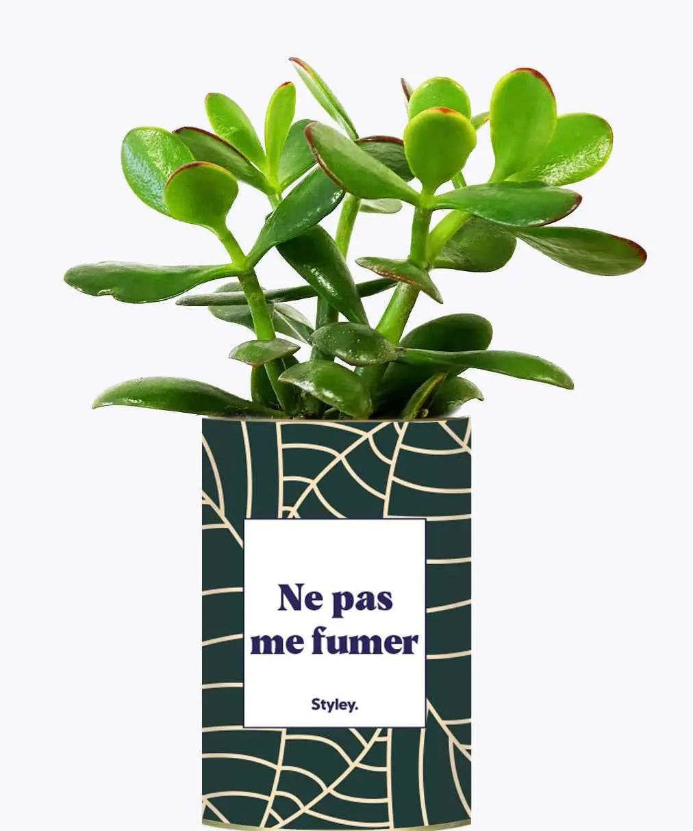 Ne pas me fumer - Plante Crassula varié