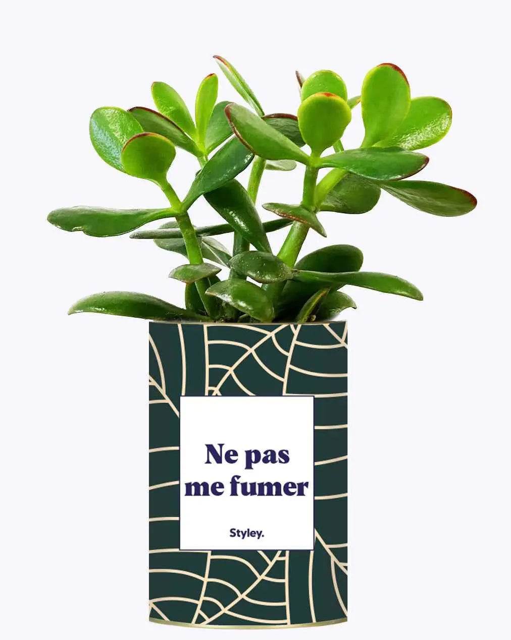 Ne pas me fumer - Plante Crassula varié