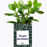 Ne pas me fumer - Plante Crassula varié