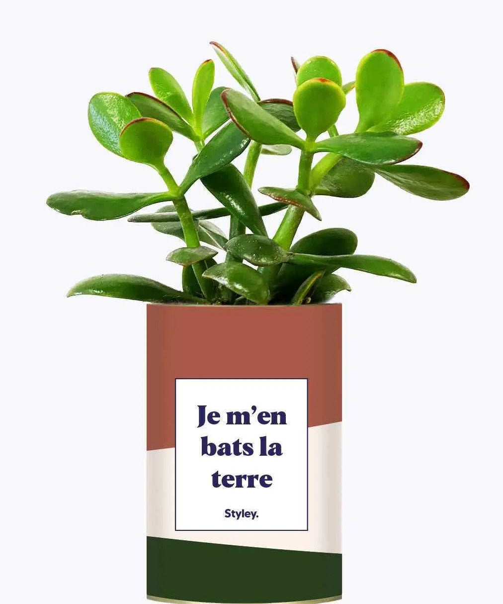 Je m'en bats la terre - Plante Crassula varié