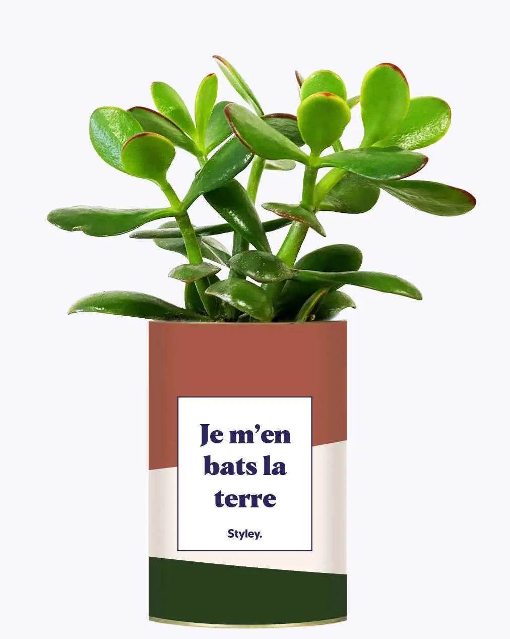 Je m'en bats la terre - Plante Crassula varié