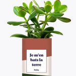 Je m'en bats la terre - Plante Crassula varié