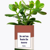 Je m'en bats la terre - Plante Crassula varié