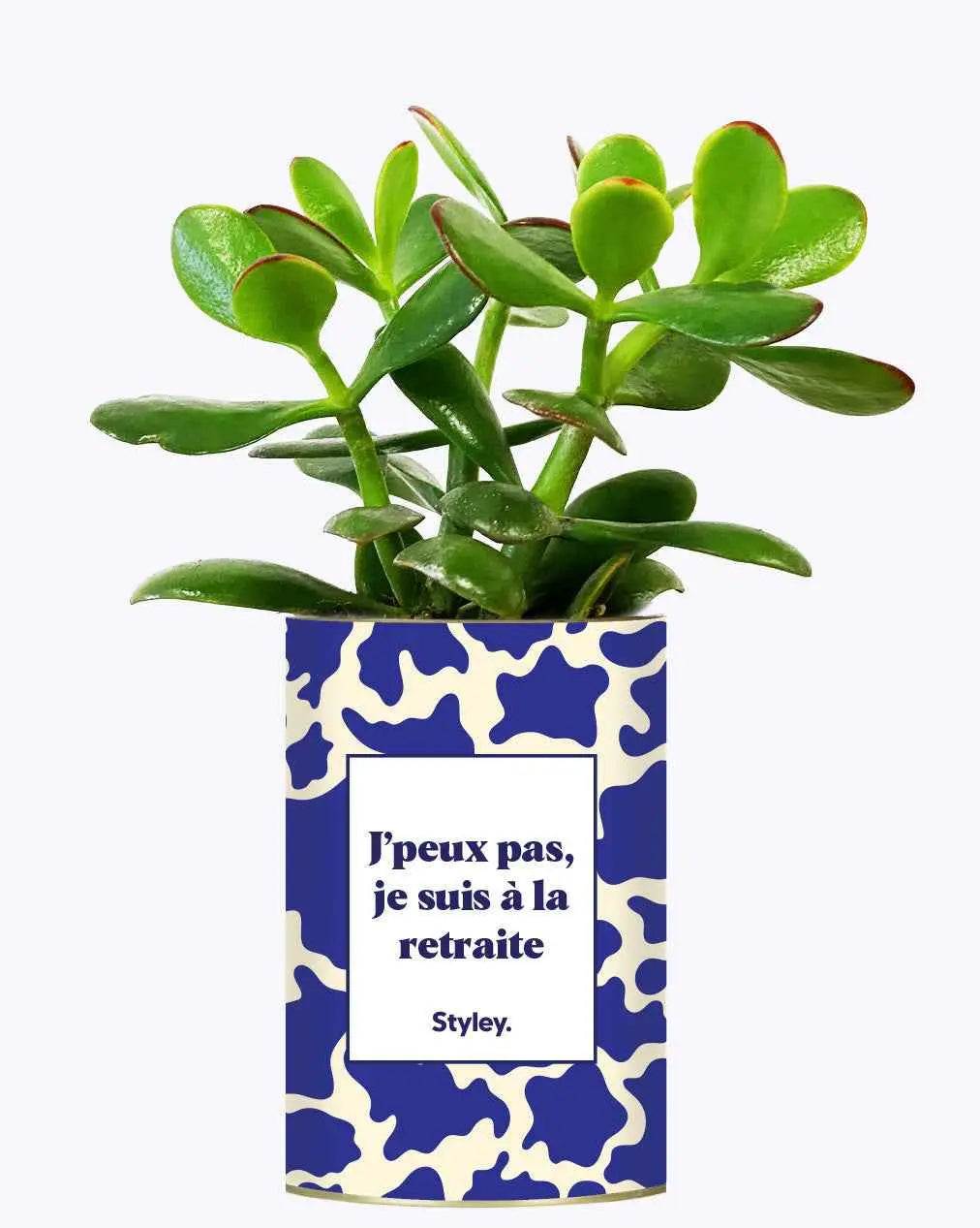 J'peux pas, je suis à la retraite - Plante Crassula varié