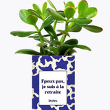 J'peux pas, je suis à la retraite - Plante Crassula varié