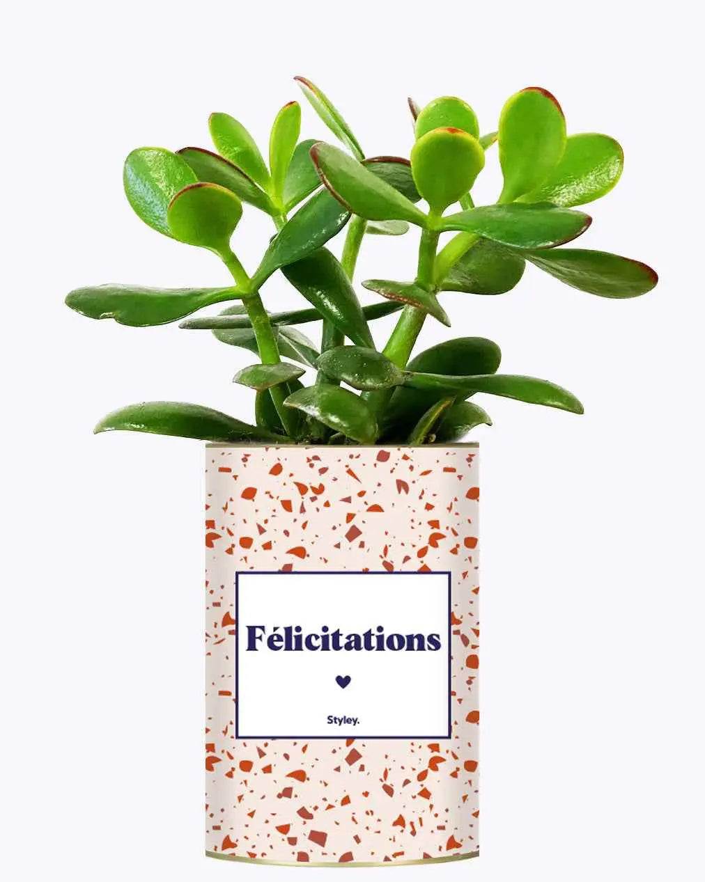 Félicitations - Plante Crassula varié