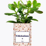 Félicitations - Plante Crassula varié