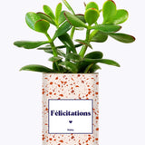 Félicitations - Cactus