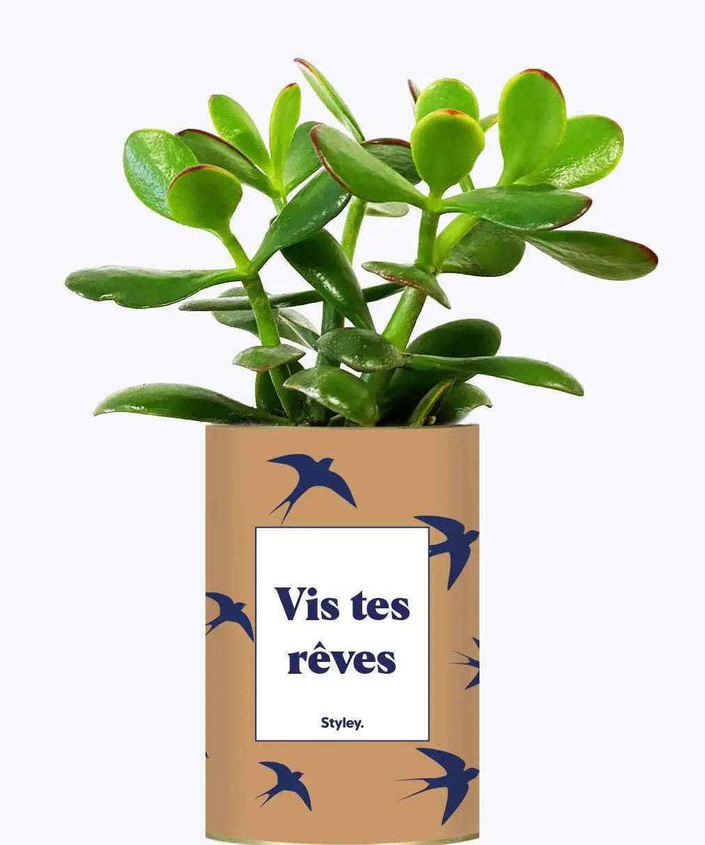Vis tes rêves - Plante Crassula varié
