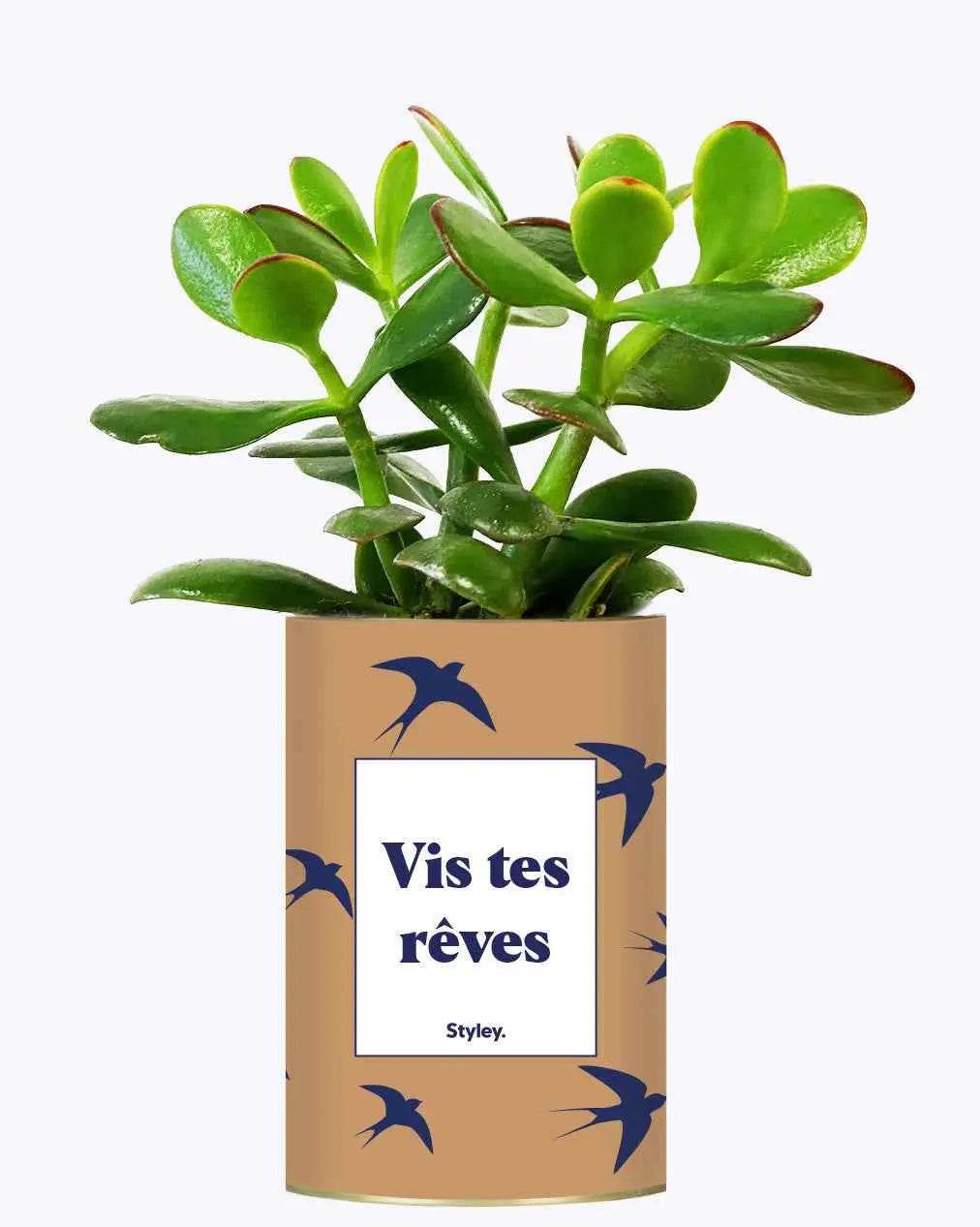 Vis tes rêves - Plante Crassula varié