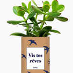 Vis tes rêves - Plante Crassula varié