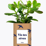 Vis tes rêves - Plante Crassula varié
