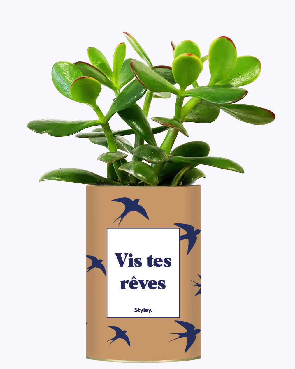 Vis tes rêves - Cactus