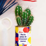 Pas la peine de m'arroser morue - Plante Cactus varié