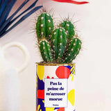 Pas la peine de m'arroser morue - Plante Cactus varié