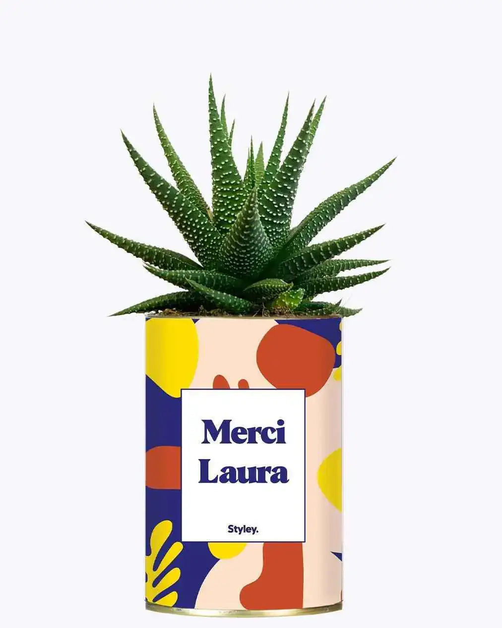 Cactus Josiane - Plante Personnalisable Haworthia varié