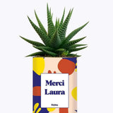 Cactus Josiane - Plante Personnalisable Haworthia varié