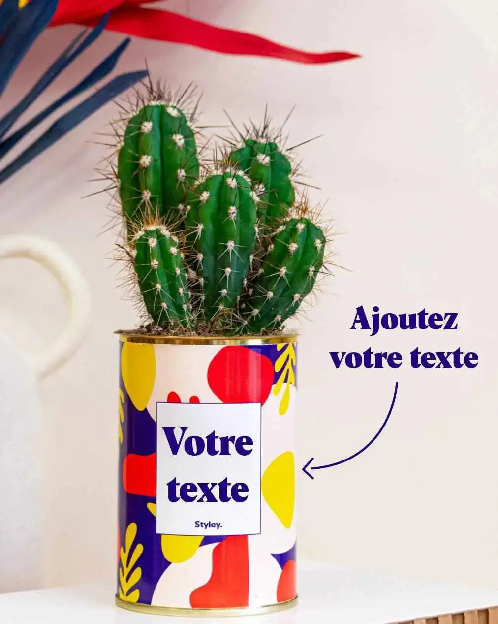 Cactus Josiane - Plante Personnalisable Cactus varié