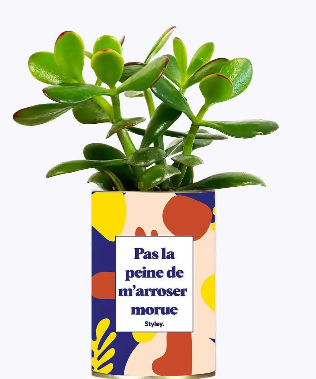 Pas la peine de m'arroser morue - Cactus