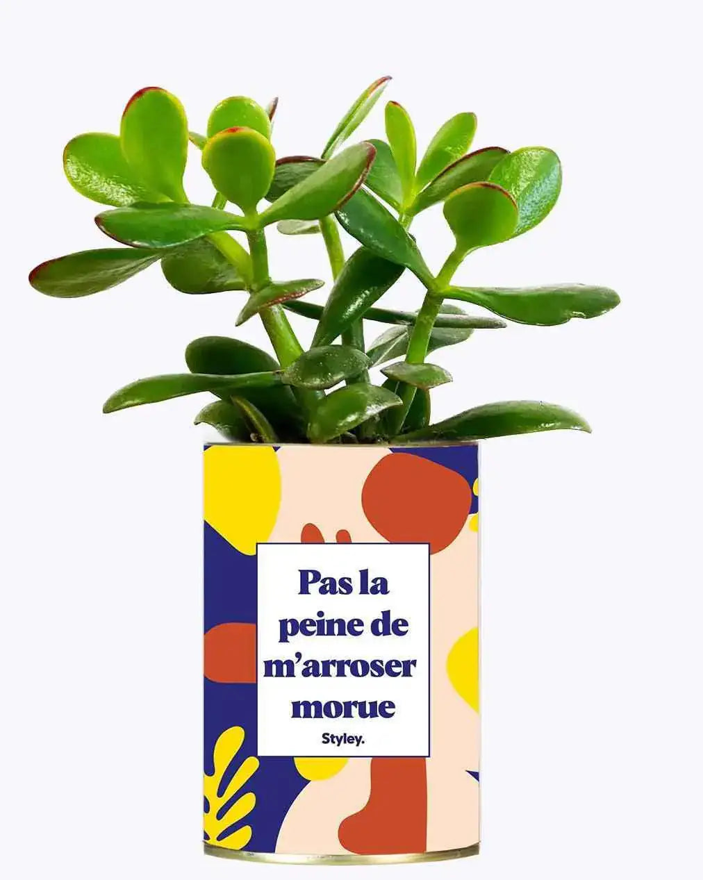 Pas la peine de m'arroser morue - Plante Crassula varié