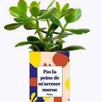 Pas la peine de m'arroser morue - Plante Crassula varié
