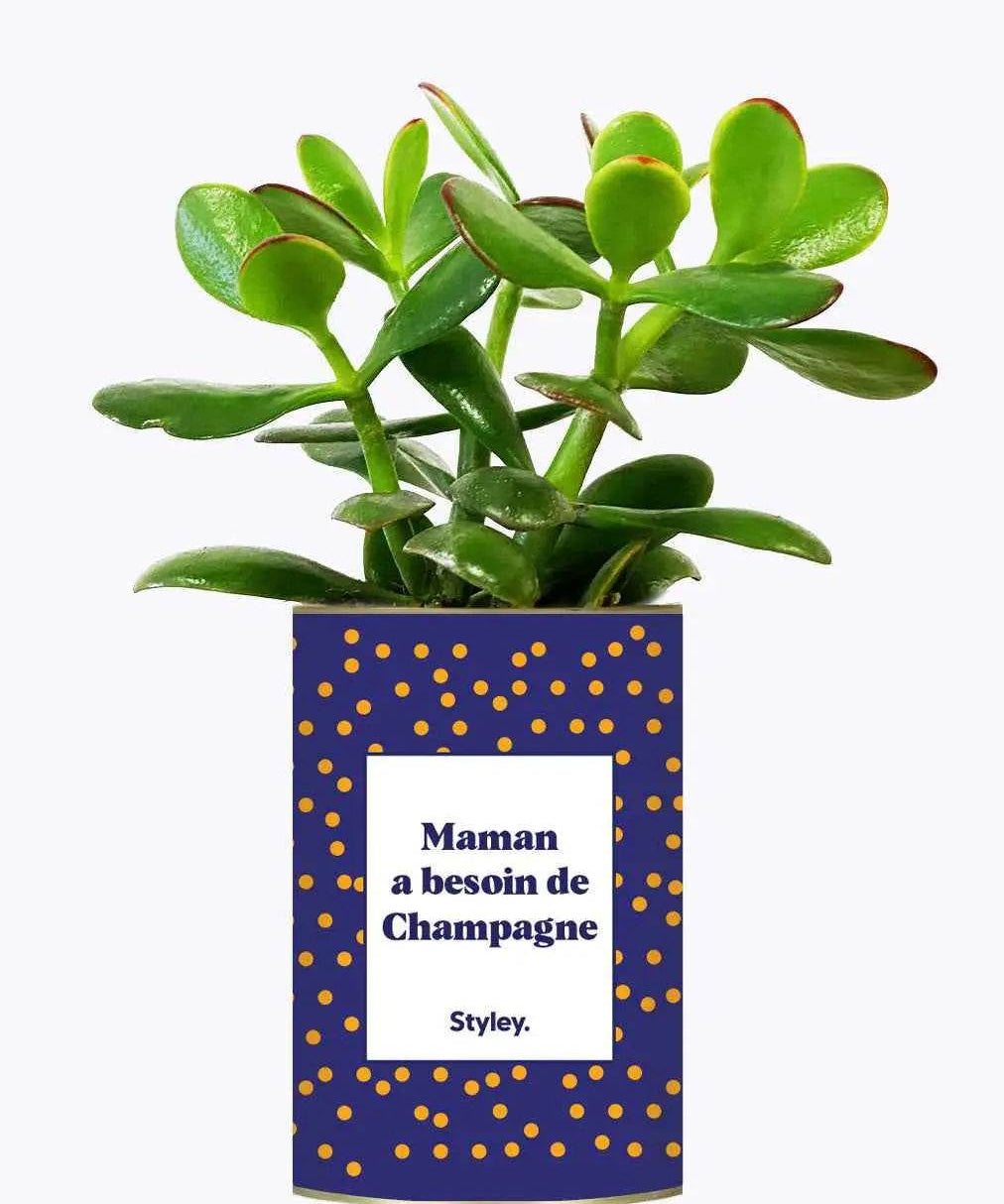 Maman a besoin de champagne - Plante Crassula varié