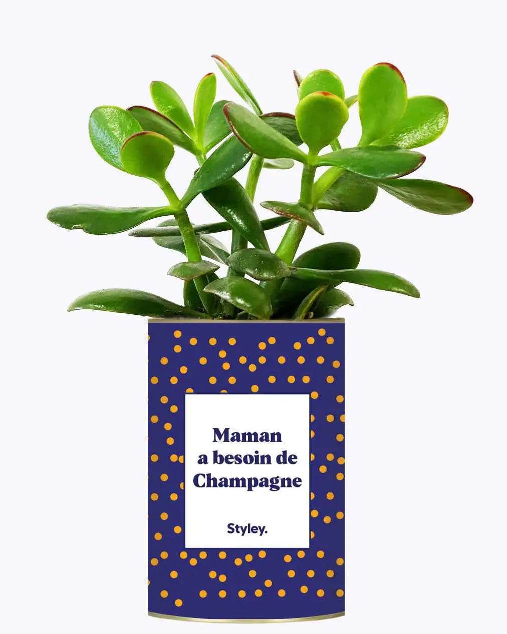 Maman a besoin de champagne - Plante Crassula varié