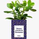 Maman a besoin de champagne - Plante Crassula varié