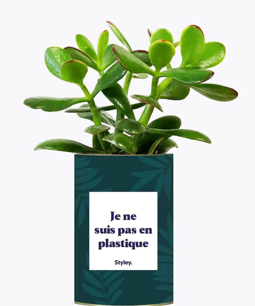 Je ne suis pas en plastique - Plante Crassula varié