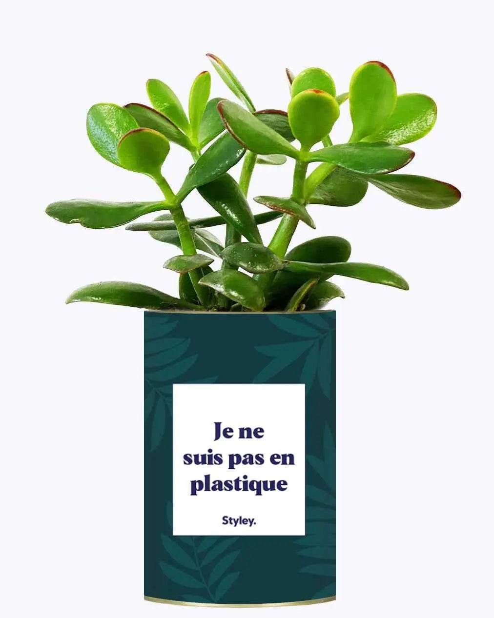 Je ne suis pas en plastique - Plante Crassula varié