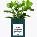 Je ne suis pas en plastique - Plante Crassula varié