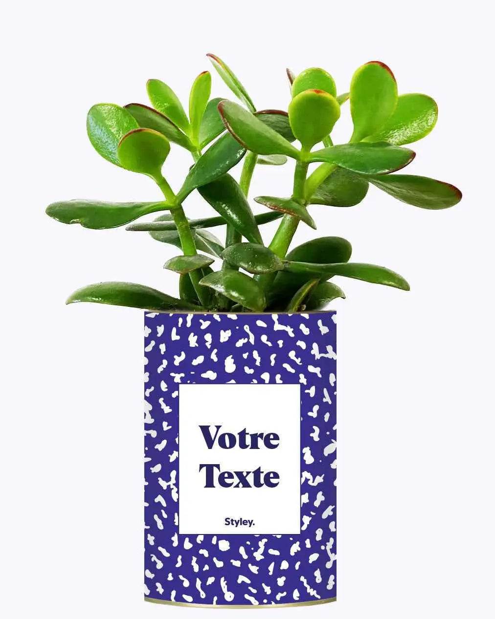 Cactus moucheté - Plante Personnalisable Crassula varié