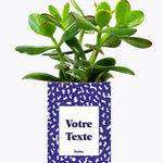 Cactus moucheté - Plante Personnalisable Crassula varié