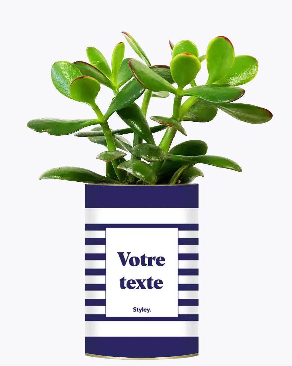 Cactus Marin - Plante Personnalisable Crassula varié