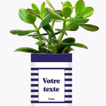 Cactus Marin - Plante Personnalisable Crassula varié