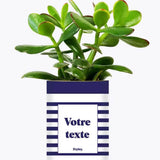 Cactus Marin - Plante Personnalisable Crassula varié