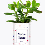 Cactus Terrazzo - Plante Personnalisable Crassula varié