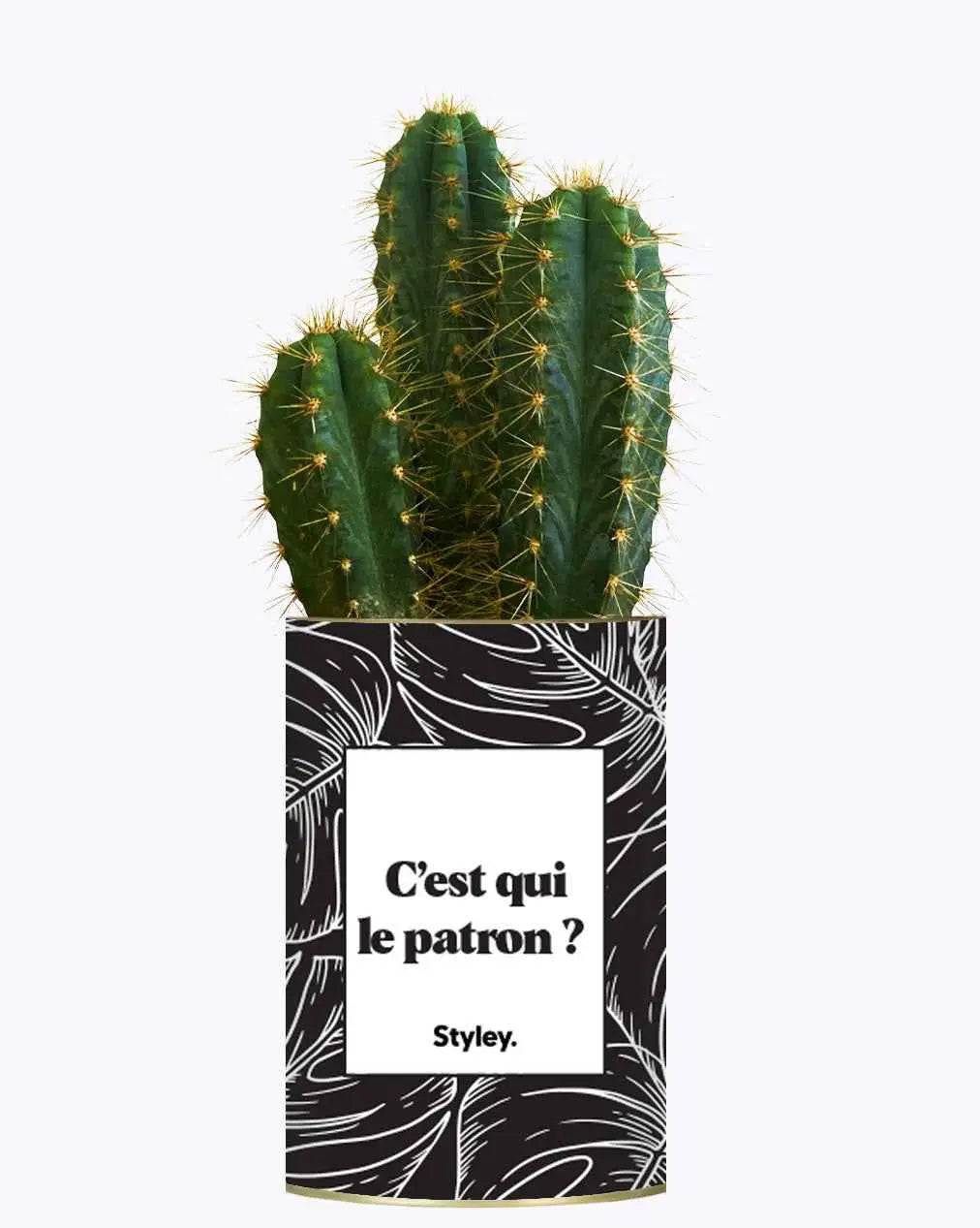 C'est qui le patron ? - Plante Cactus varié