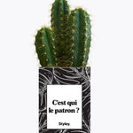 C'est qui le patron ? - Plante Cactus varié