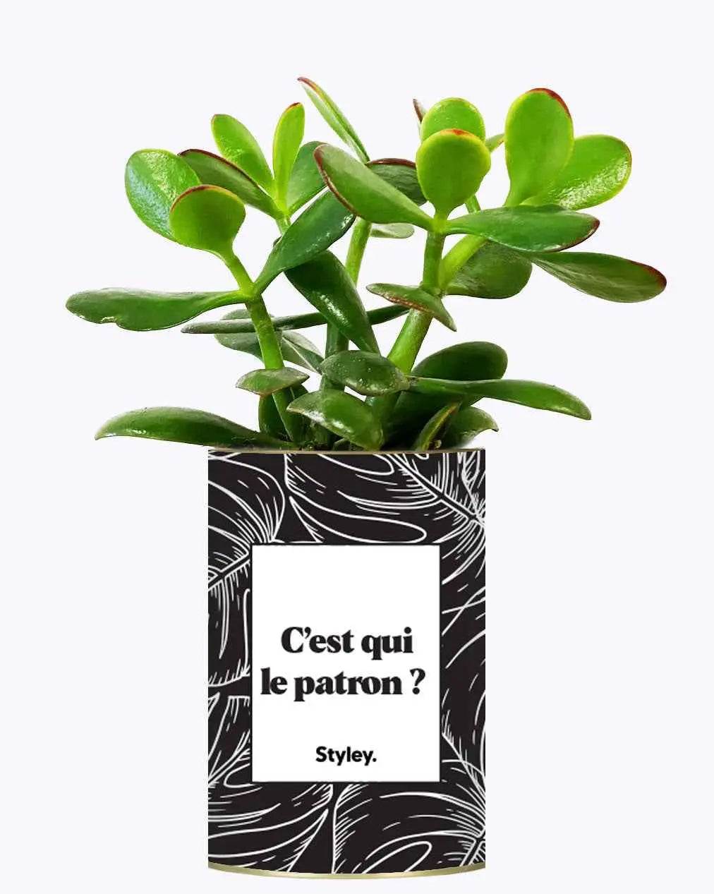 C'est qui le patron ? - Plante Crassula varié