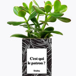 C'est qui le patron ? - Plante Crassula varié