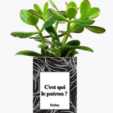 C'est qui le patron ? - Plante Crassula varié
