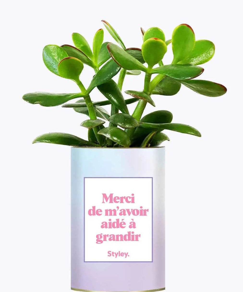 Merci de m'avoir aidé à grandir - Plante Crassula varié