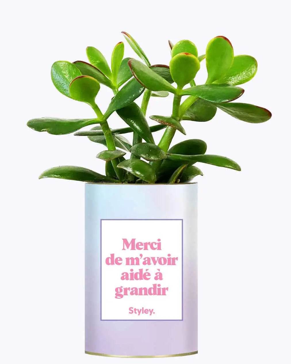 Merci de m'avoir aidé à grandir - Plante Crassula varié